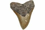 Fossil Megalodon Tooth - North Carolina #200240-1
